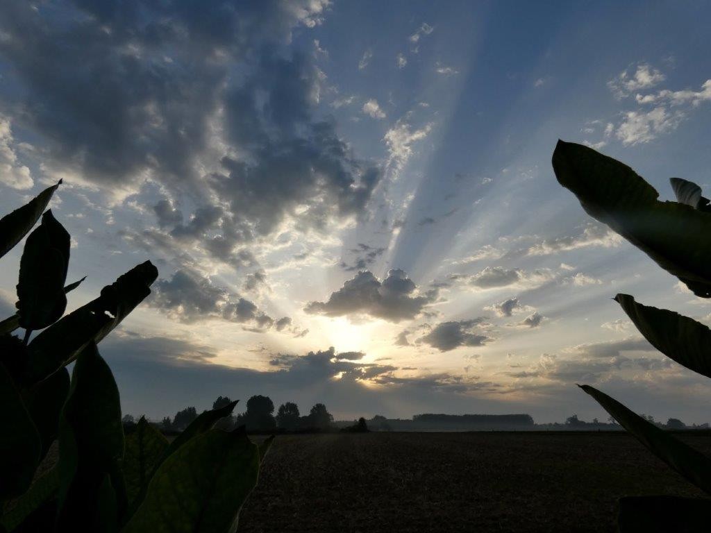 Ciel matinal